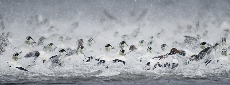 Ærfugl - Common eider (Somateria mollissima).jpg